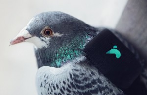 Pigeons carry IoT sensors to track air pollution in London