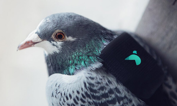 Pigeons carry IoT sensors to track air pollution in London