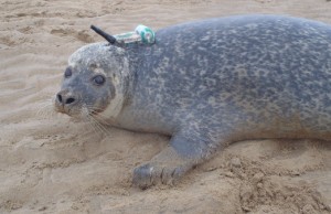 Scottish wildlife experts save seals with IoT