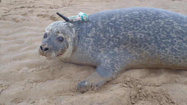 Scottish wildlife experts save seals with IoT