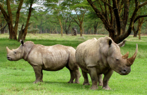 IoT, drones could save rhinos from poaching in South Africa