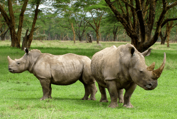 IoT, drones could save rhinos from poaching in South Africa