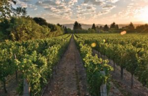 Verizon teams with ITK to bring IoT to three California vineyards