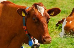 IoT cows across the world are texting farmers their health updates