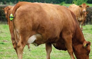 Sensors could cut calf and cow mortality rate by up to 80 percent