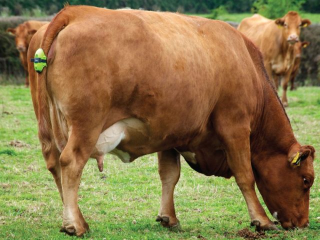 Sensors could cut calf and cow mortality rate by up to 80 percent