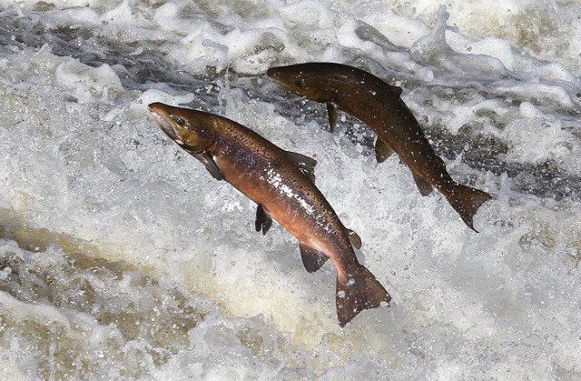 Norwegian salmon farmers Cermaq building smart factory in Arctic Circle