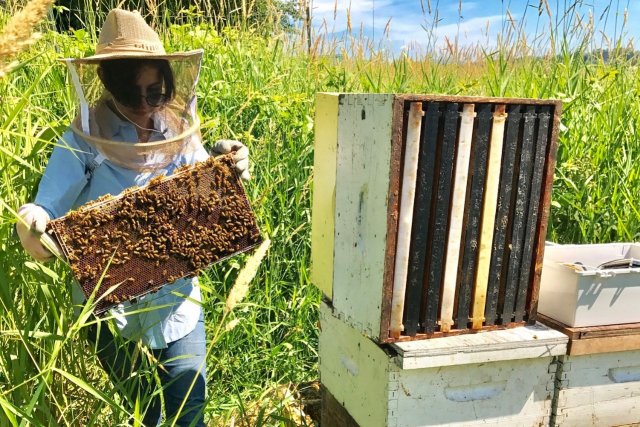 IoT tracks ‘bee talk’ to help improve honeybees health