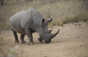 IBM endangered rhinos, keeping them safe from poachers with the IoT