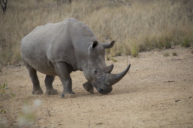 IBM endangered rhinos, keeping them safe from poachers with the IoT