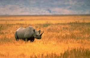 Park rangers use IoT in mission to save endangered black rhinos