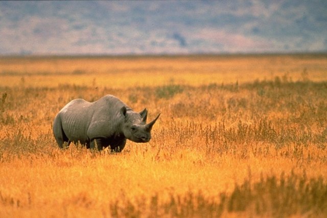 Park rangers use IoT in mission to save endangered black rhinos