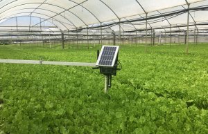 Italian start-up Evja launches smart agriculture platform for salad growers