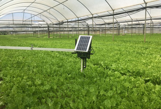 Italian start-up Evja launches smart agriculture platform for salad growers