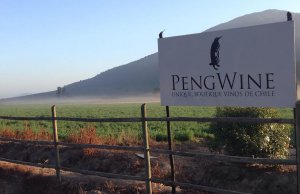 Chilean winery PengWine adds IoT marketing to the blend