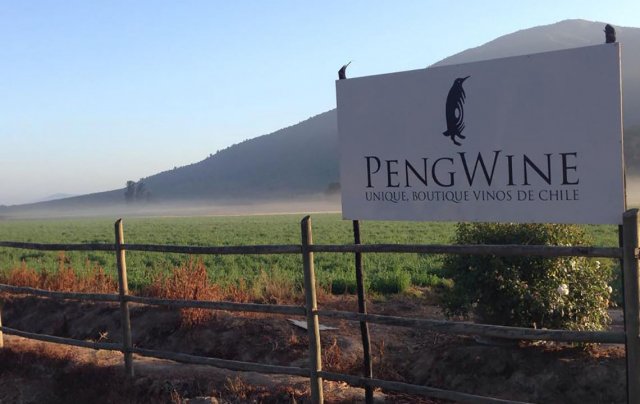 Chilean winery PengWine adds IoT marketing to the blend