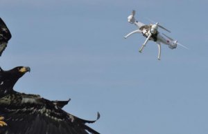 dutch police retire drone-catching eagles