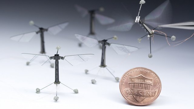 cornell university insect robots, robobee