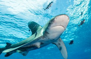 Marine biologists use connected sensors to monitor shark behaviour