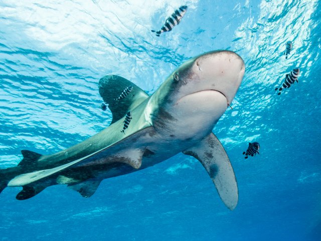 Marine biologists use connected sensors to monitor shark behaviour