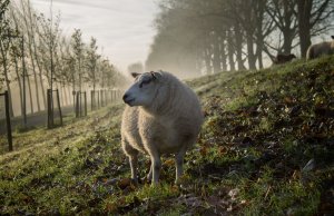 sheep wearables iot agriculture farming