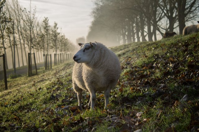 sheep wearables iot agriculture farming