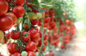 Panasonic unveils autonomous tomato picker in Tokyo