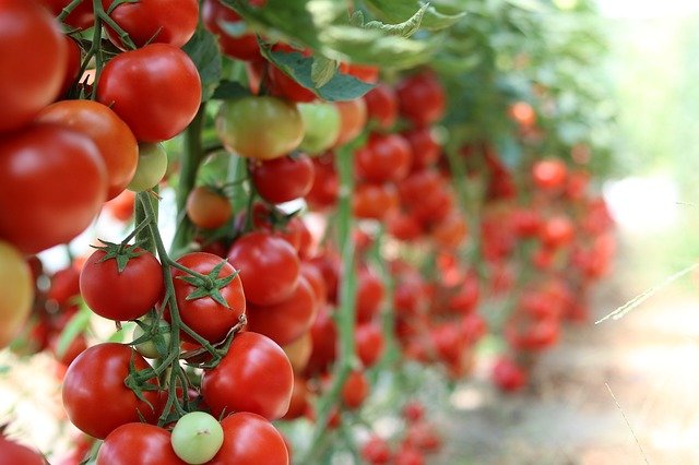 Panasonic unveils autonomous tomato picker in Tokyo