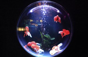 casino fish tank iot security breach