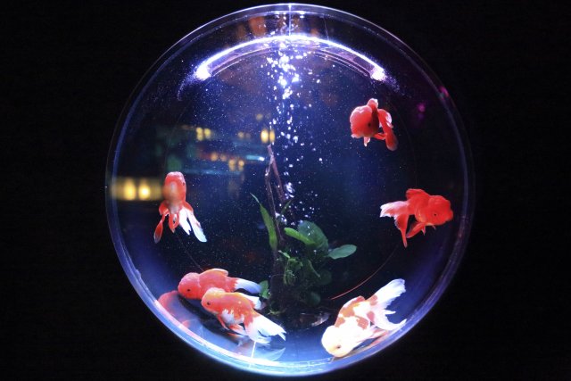 casino fish tank iot security breach