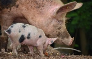 alibaba brings ai platform to pig farming in china