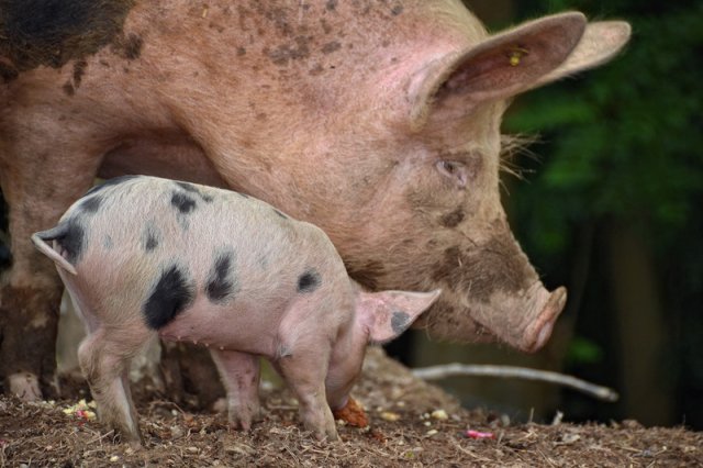 alibaba brings ai platform to pig farming in china