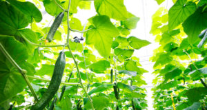 cucumber growing contest, using AI with intel, microsoft and tencent