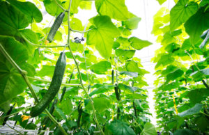 cucumber growing contest, using AI with intel, microsoft and tencent