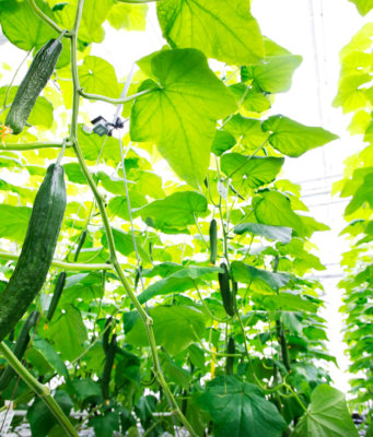 cucumber growing contest, using AI with intel, microsoft and tencent