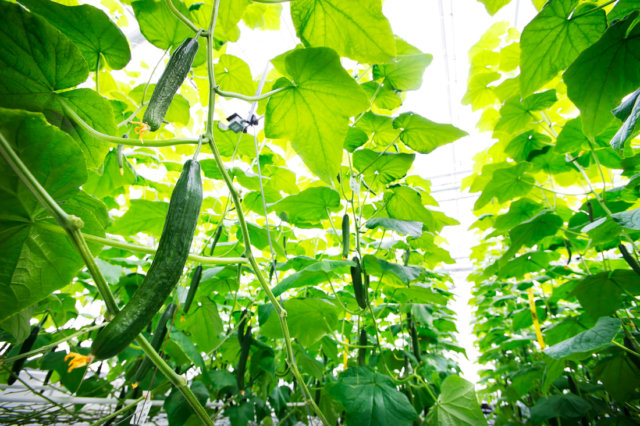 cucumber growing contest, using AI with intel, microsoft and tencent